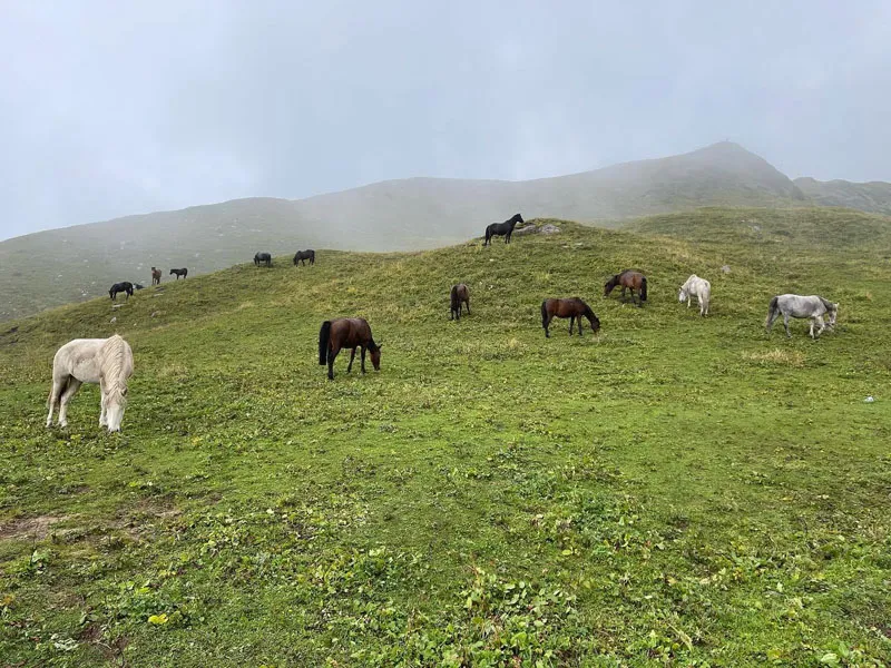Horses grazing freely in wide misty green meadows of Rola Khuli