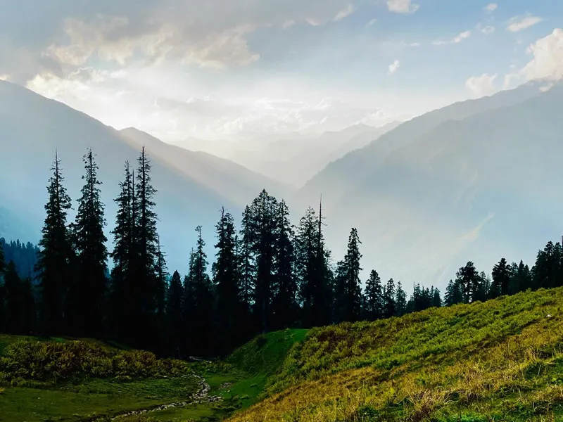 Silhouette of tall deodar pine trees overlooking misty Himalayan mountain ridges