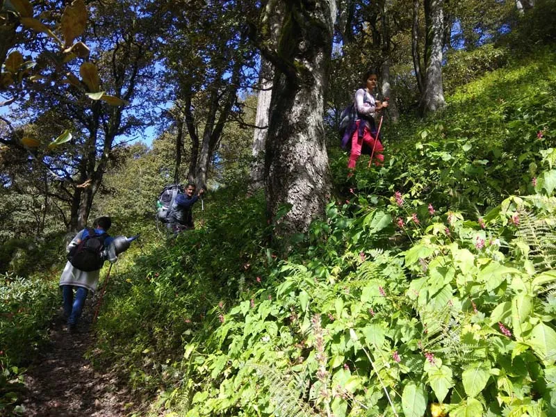Trekkers walking along a narrow forest trail surrounded by lush vegetation and trees