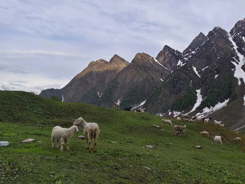 Horses grazing on green alpine pastures below jagged rocky mountain peaks
