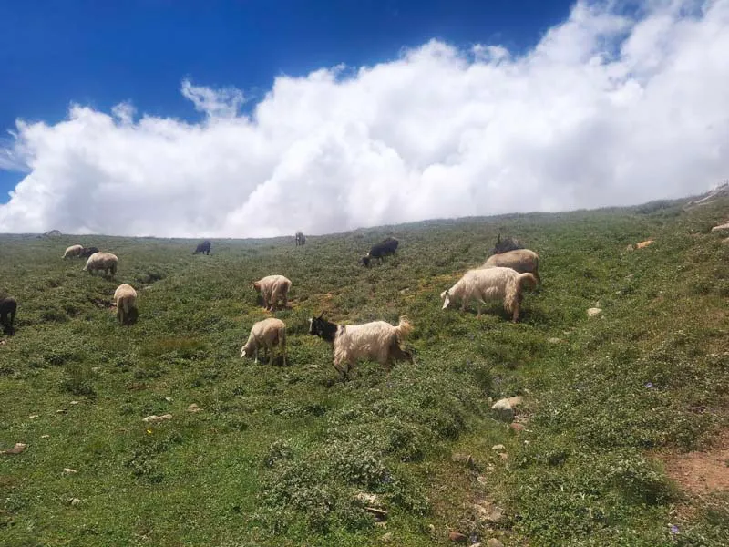 Flock of sheep grazing on high-altitude green meadows against rugged mountain backdrop in Spiti