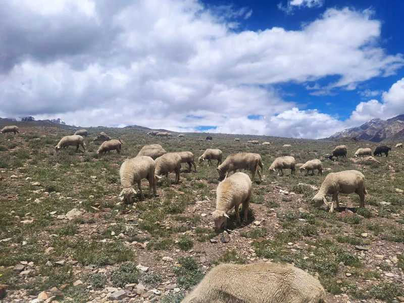 Herd of sheep grazing on high-altitude pasture beneath a bright blue sky in Spiti