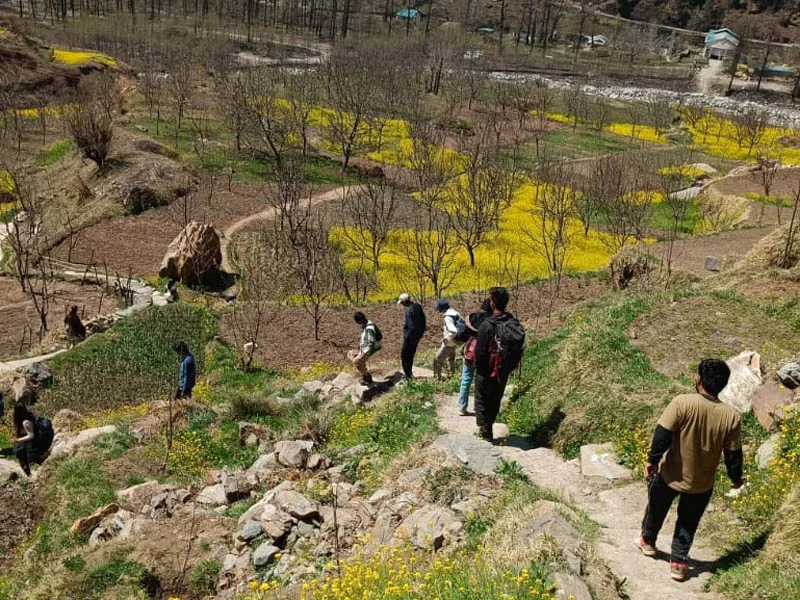 Hikers ascending a winding mountain trail through yellow mustard fields and hillside orchards
