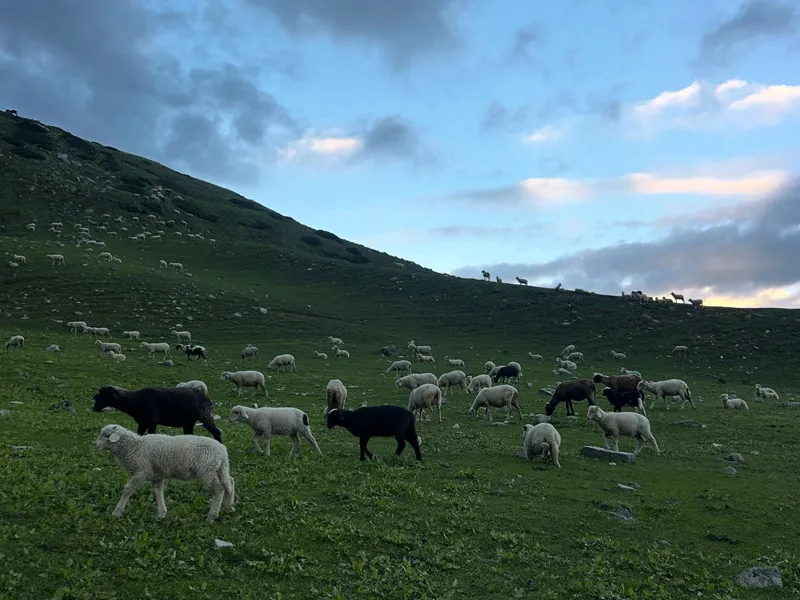 Flock of sheep grazing on lush green high-altitude meadows on the Ranisui Lake trek