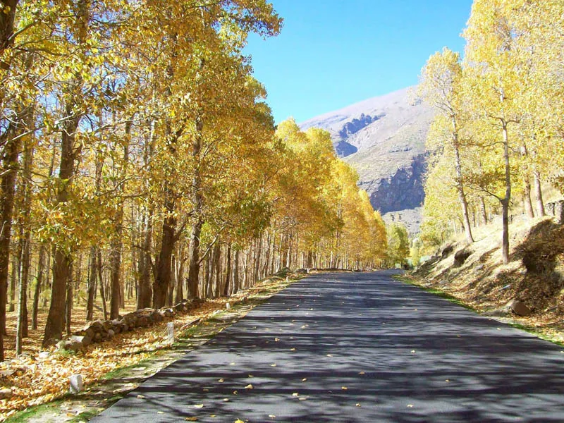 Scenic road framed by golden autumn trees leading towards Himalayan mountains