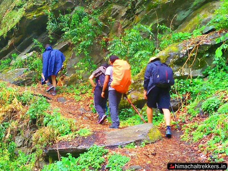 Hikers with colorful rain covers walking on a lush forest trail in Tirthan Valley